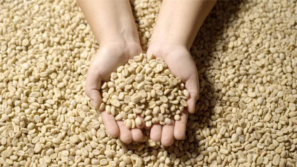 This is the process of Colombian Arabica coffee in Syphax