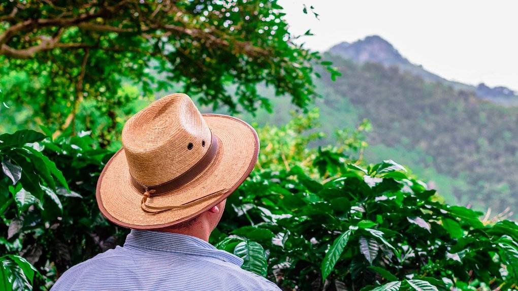 Syphax, experts in green coffee from Colombia